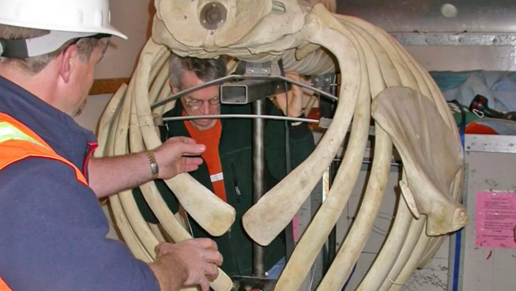 Installation of the Gray Whale Skeleton | University of Puget Sound